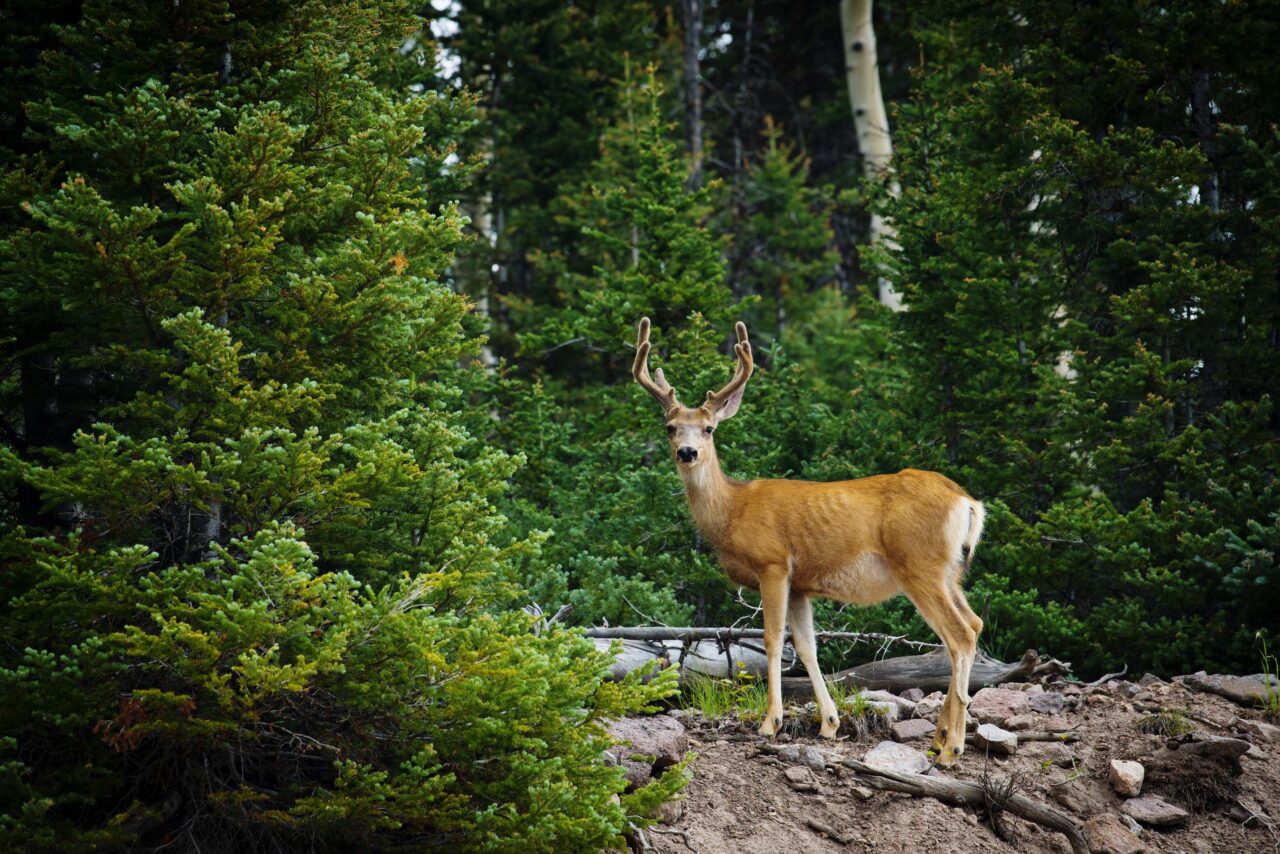 deer outside the treeline